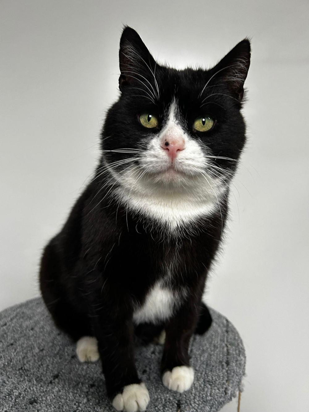 Zdjęcie zwierzęcia Baron