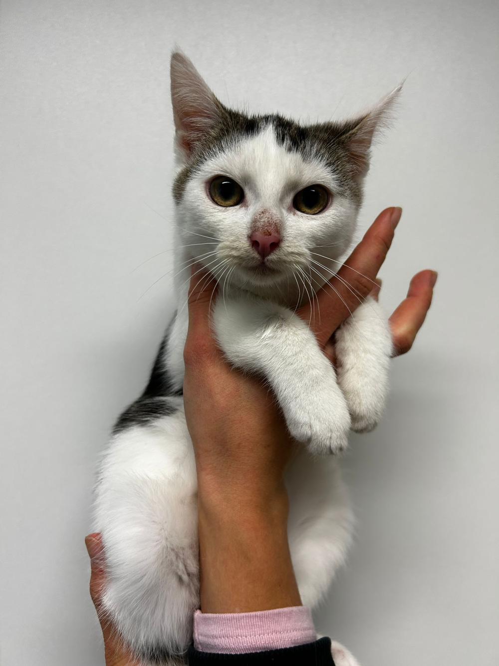 Zdjęcie zwierzęcia Timon