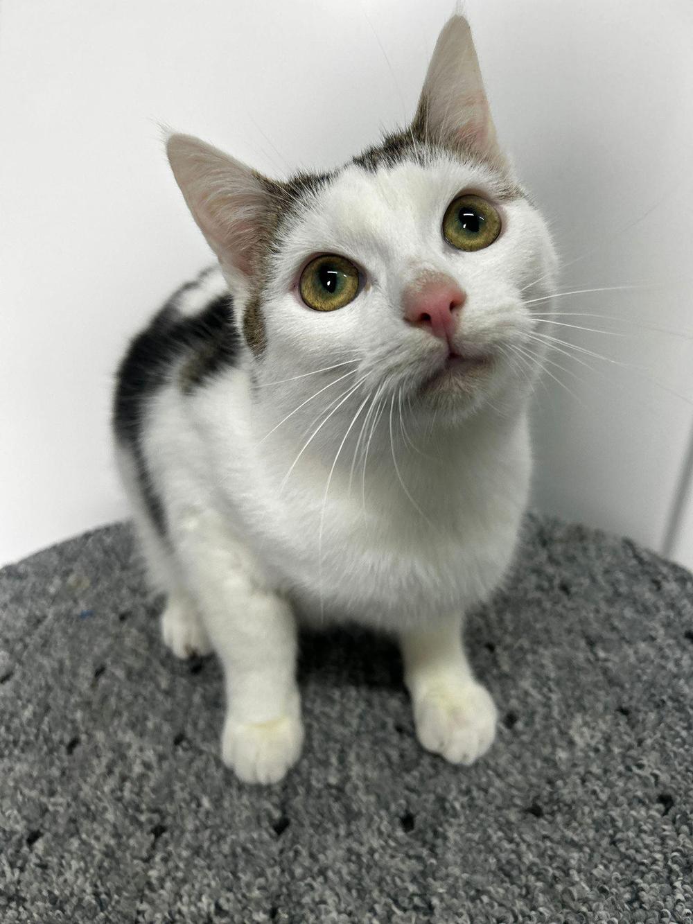 Zdjęcie zwierzęcia Timon