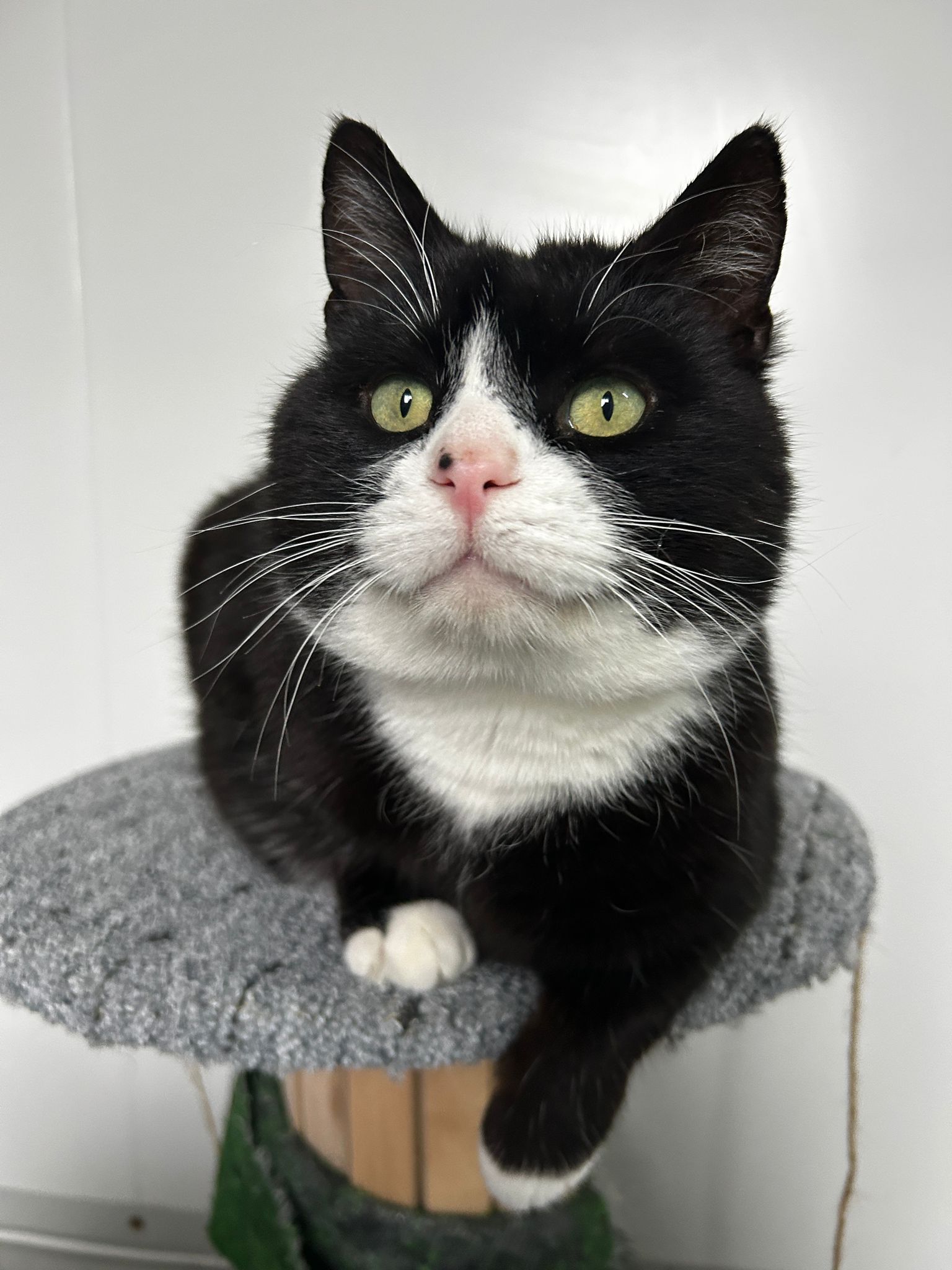 Zdjęcie zwierzęcia Baron